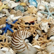 See Myshell